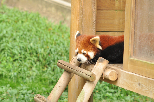市川市動植物園の動物たち